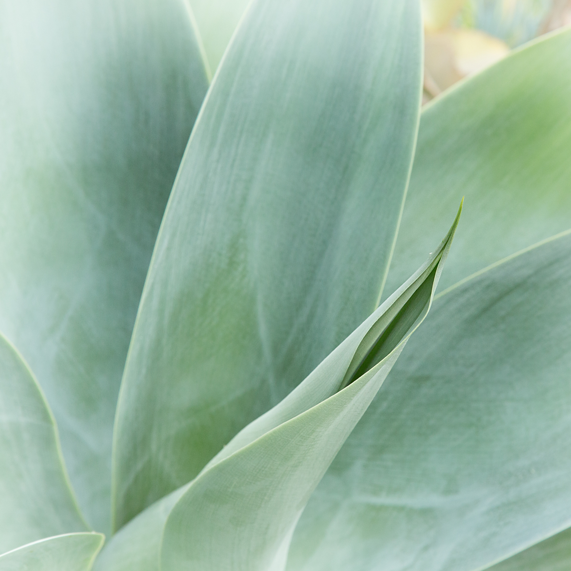 Macro Photography of Green Leaf Plant