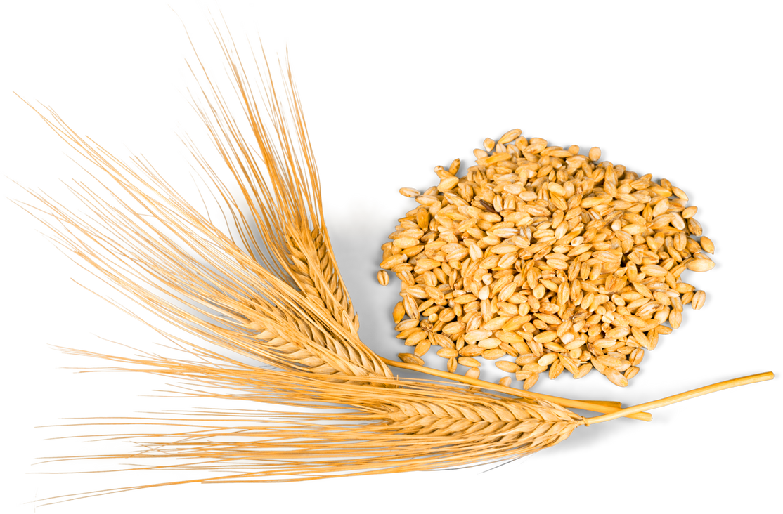 Golden Wheat Grain